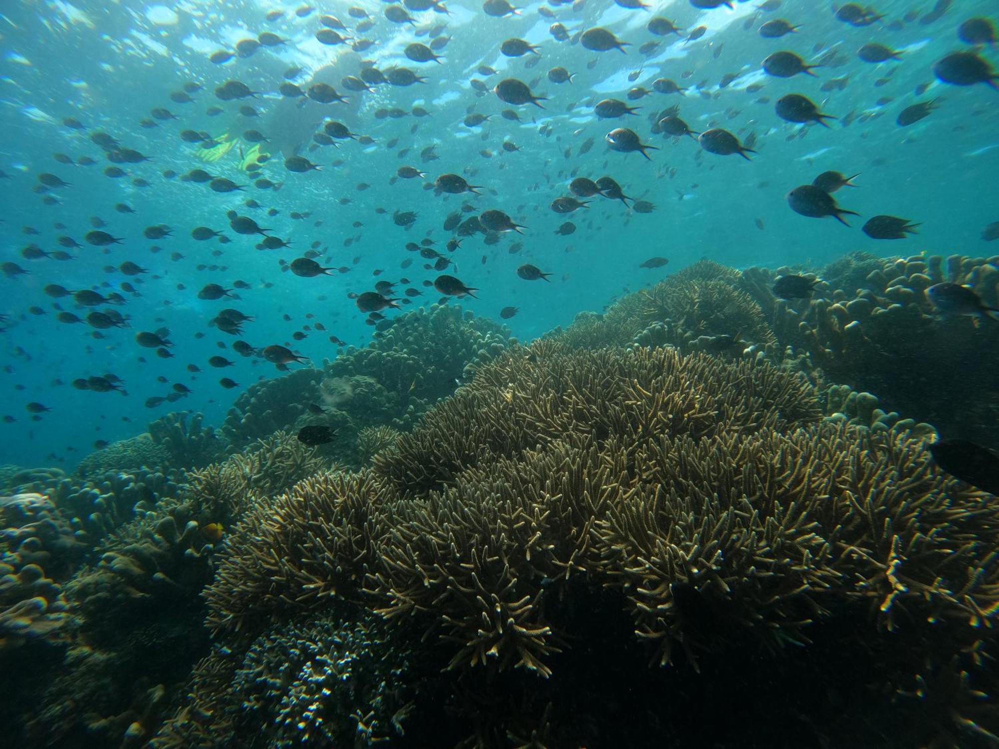 4 Sisters Divers Bunaken Exteriér fotografie