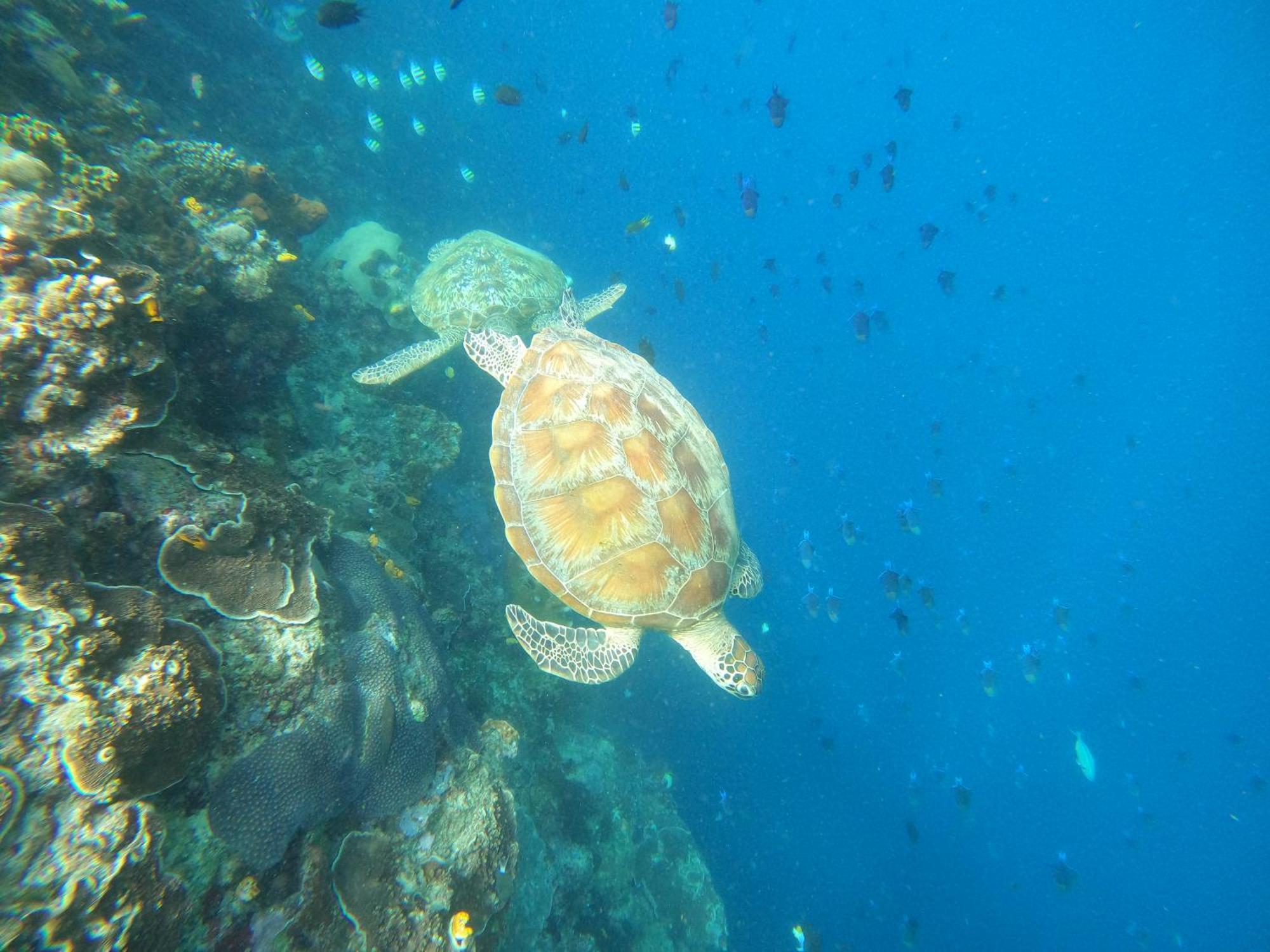 4 Sisters Divers Bunaken Exteriér fotografie