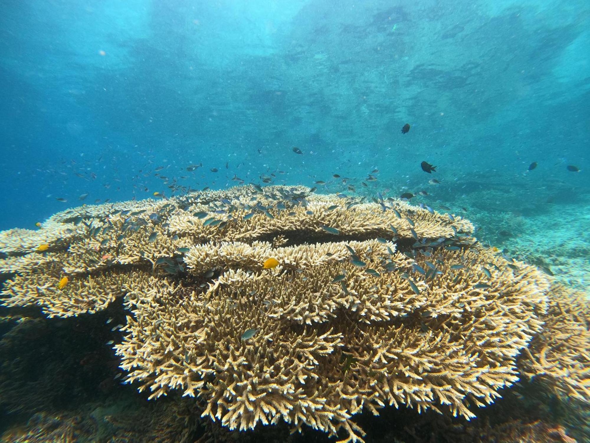 4 Sisters Divers Bunaken Exteriér fotografie