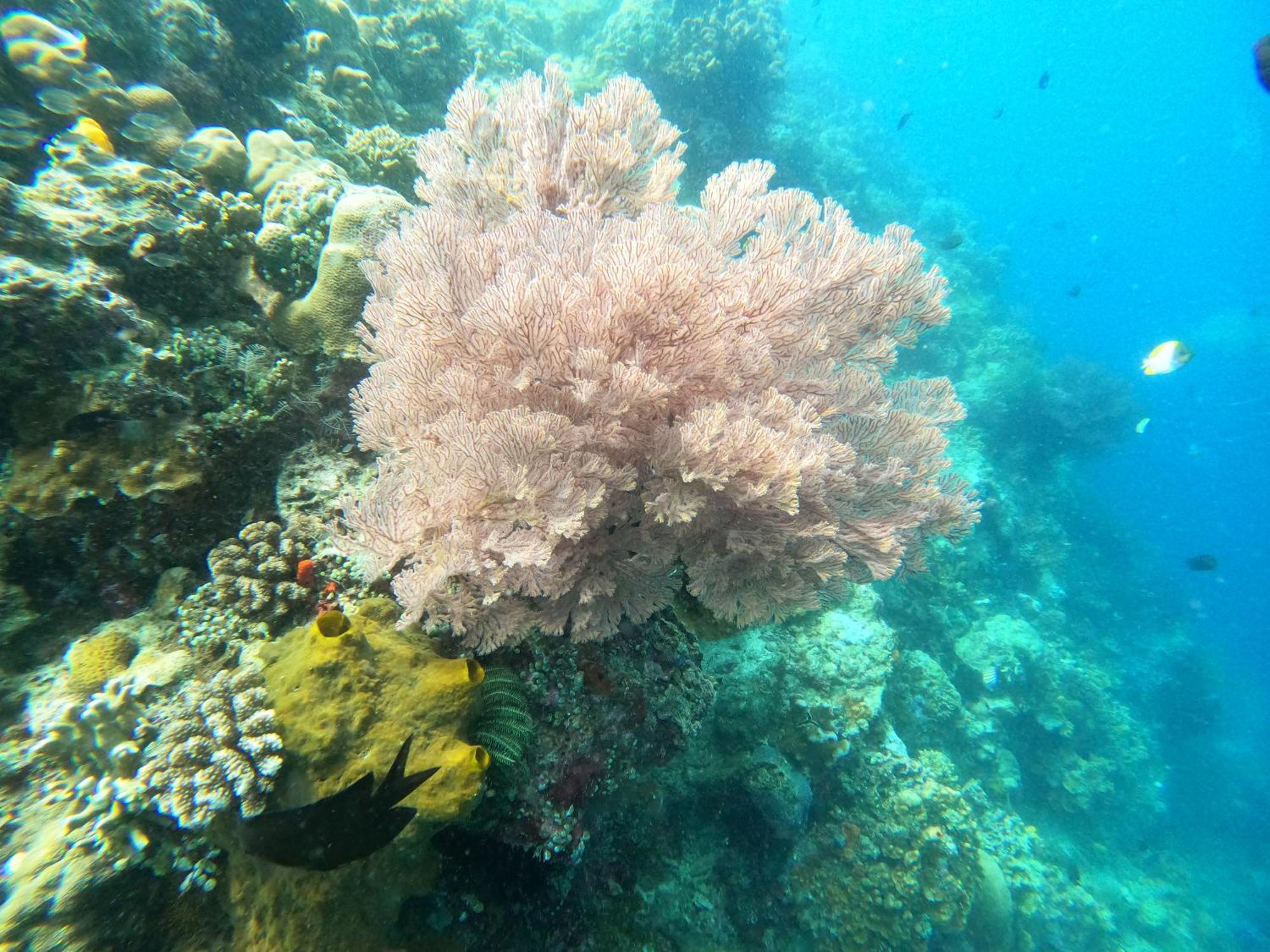 4 Sisters Divers Bunaken Exteriér fotografie
