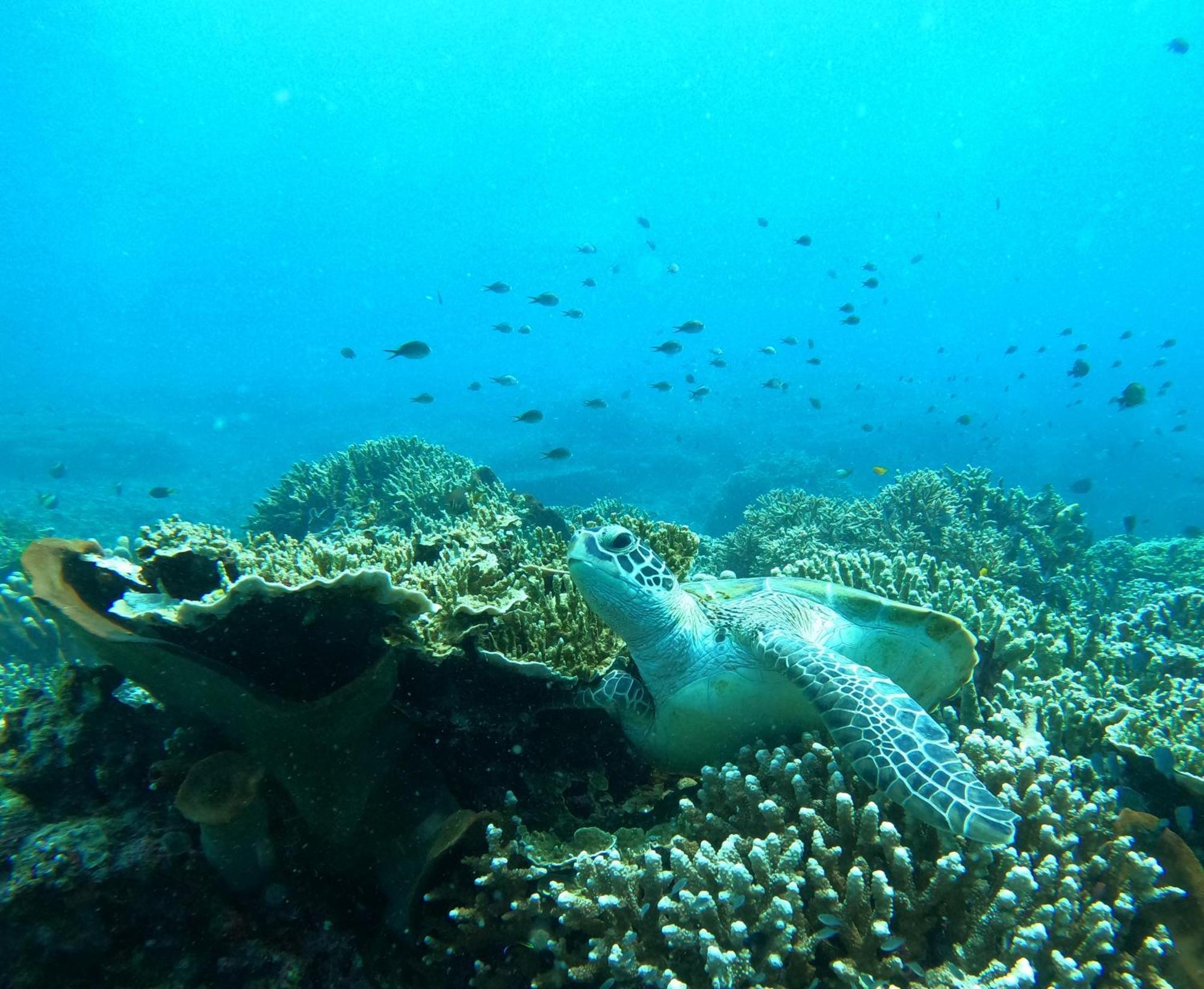 4 Sisters Divers Bunaken Exteriér fotografie