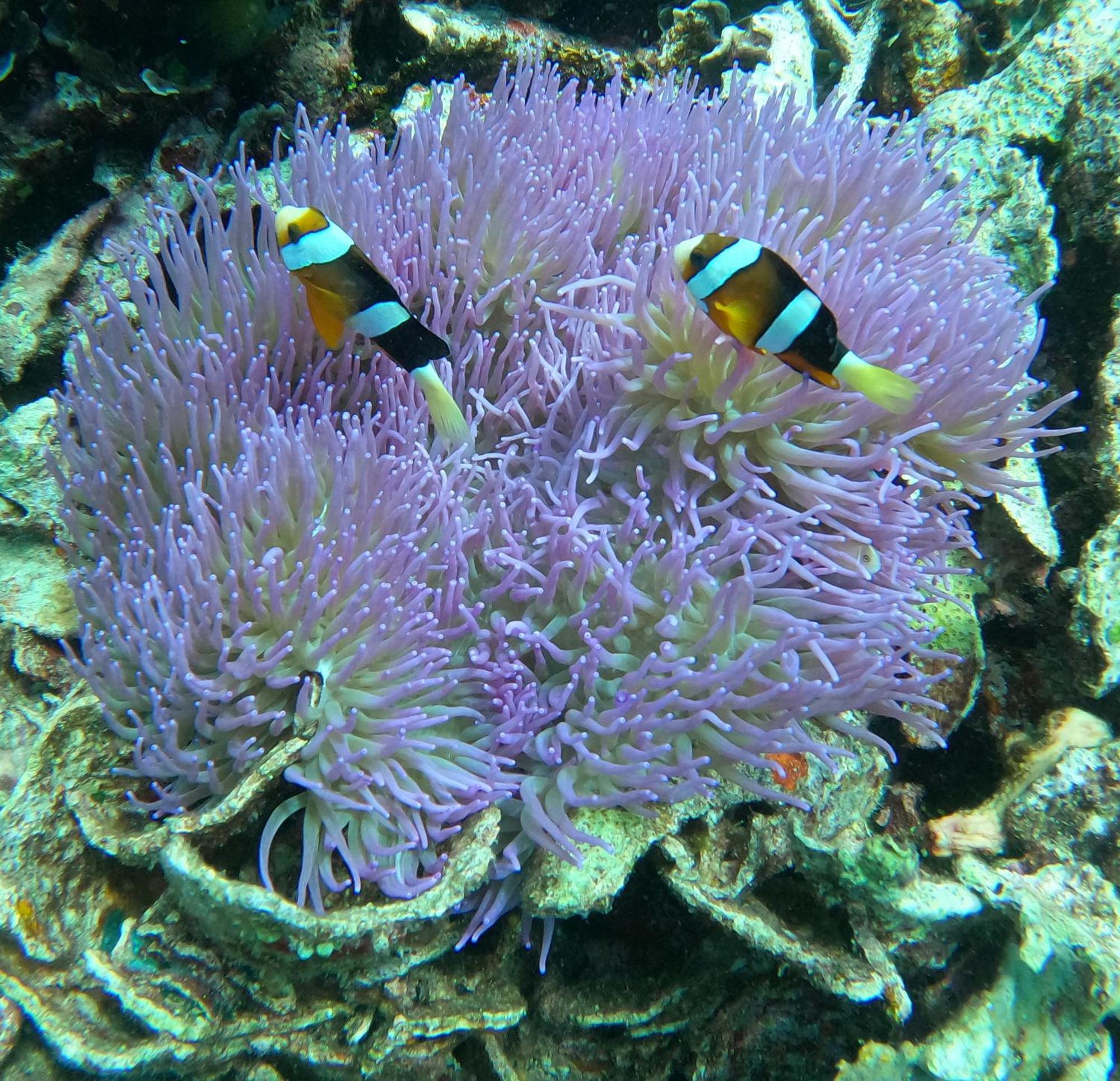 4 Sisters Divers Bunaken Exteriér fotografie