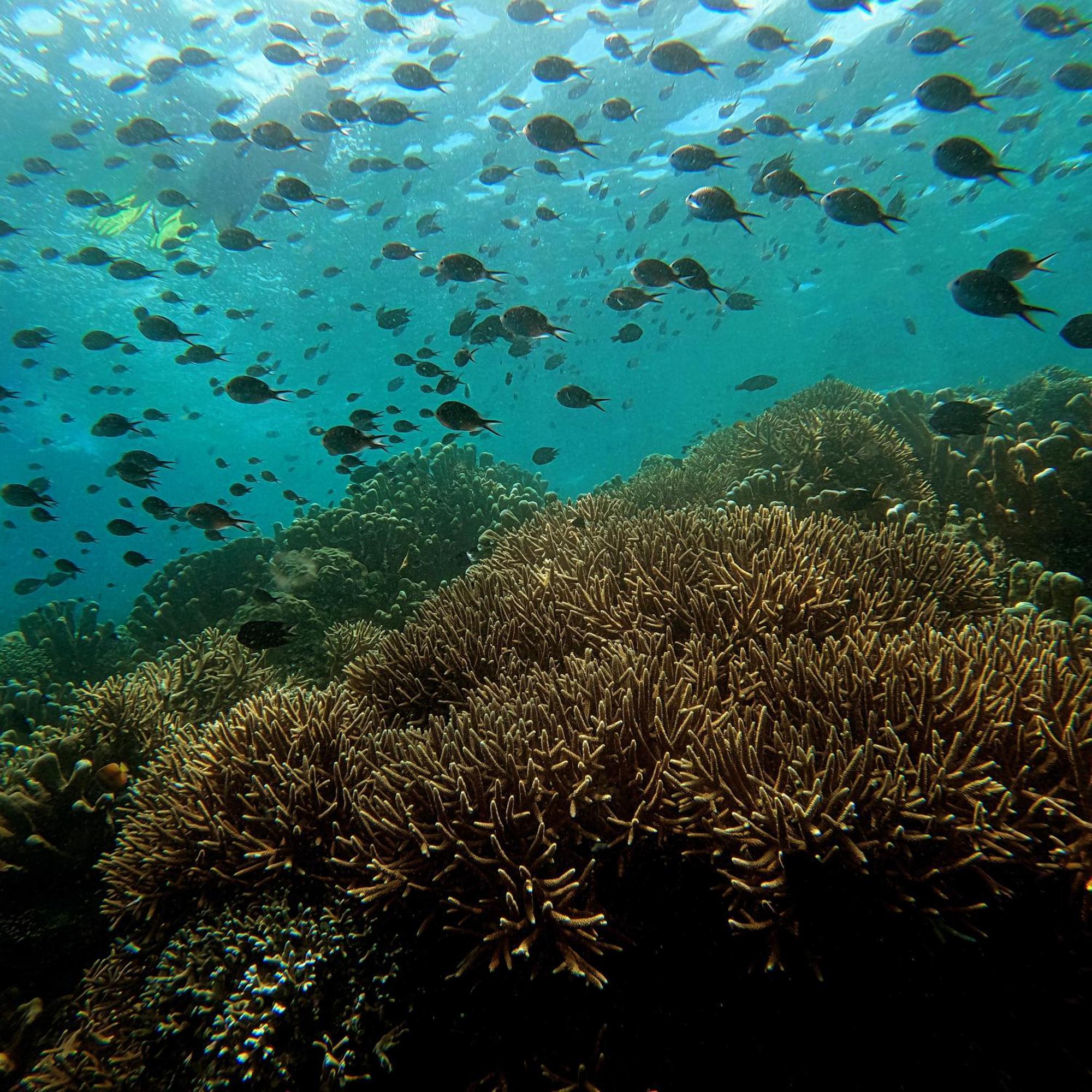 4 Sisters Divers Bunaken Exteriér fotografie