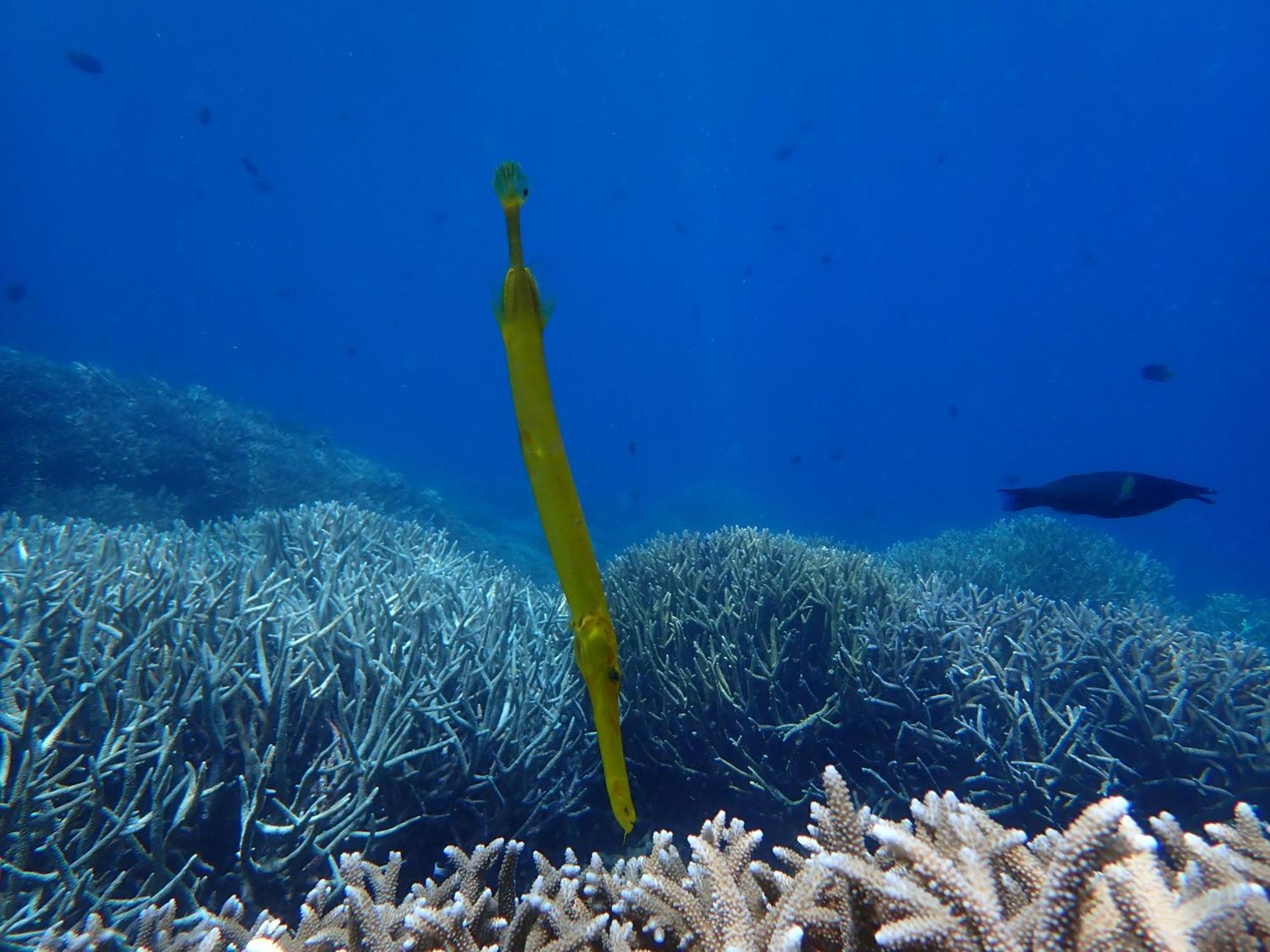 4 Sisters Divers Bunaken Exteriér fotografie