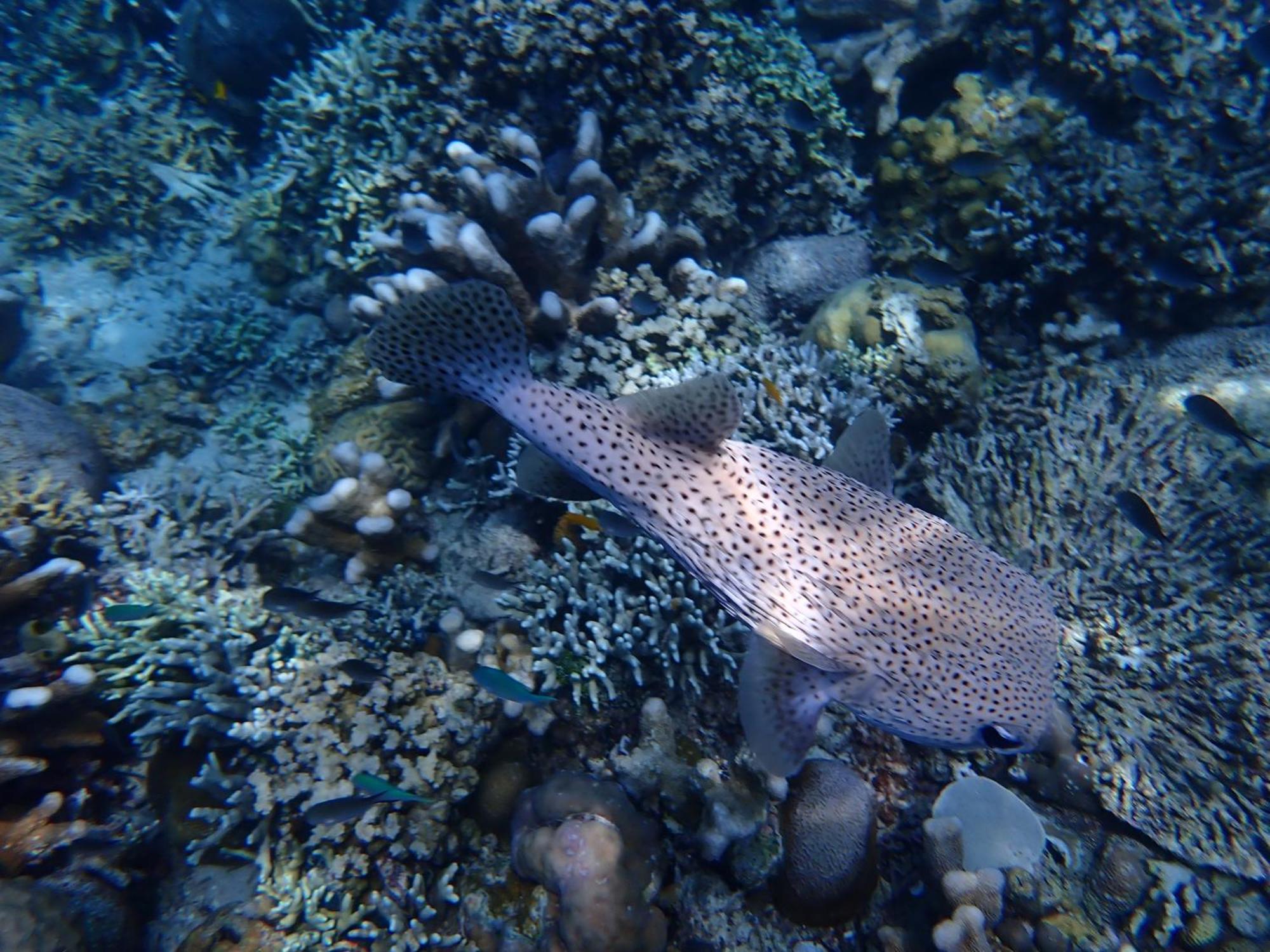 4 Sisters Divers Bunaken Exteriér fotografie